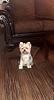 Is she a mix or a yorkie ?-image1-1-.jpg