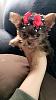 Is our pup a yorkie?-82048d38-c8e2-4b93-80b9-61967be325e5.jpeg