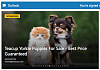 Hotmail/MSN/Outlook advertising a PUPPY BROKER-puppy-broker1.png