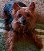 How can I get my yorkie to stop barking at dogs and people?-yfgrin-3-.jpg