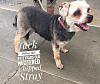 Lancaster TX- Foster needed for Yorkie mix-14127e2e-eb03-4a2d-a23b-f7b85e81c03e.jpeg
