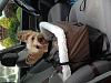 Car seat for your yorkie-img_1151__1520541553_62977__1520541553_42479-xx.jpg