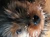 Molly, Molly, Molly agghhhh-84ba726d-b449-4e45-9f51-f22f9ee4b9d3.jpeg