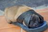 Let sleeping dogs . . .-dogssnoozin4.jpg