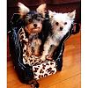 Pet purse for two dogs-bond-girl-smuggler-dog-carrier-de-luxe-jcla-purse-carriers-doggie-diva_685_800x.jpg