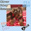 Introducing Oliver Riley!-3e8b34fc-6d9d-40c0-a8d6-aca18d64adff.jpeg