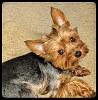 It's National Yorkie Day!!!!-1147.jpeg