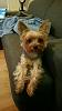 It's National Yorkie Day!!!!-20180618_195654-resize.jpg