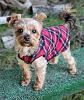 2019 Yorkietalk Calendar-img_2408_yt.jpg