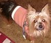 Your Yorkie's Measurements Please!!-yfscarf.jpg