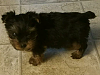 My baby Yorkie????-20190116_211432.png