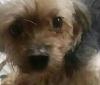 My baby Yorkie????-20190117_091025.jpg