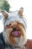 HELP ME PLEASE! New Yorkie Mom!-c90fadbc4a48e2dcc7c4aae0ff7840bf_102444.jpg