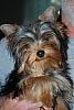 HELP ME PLEASE! New Yorkie Mom!-66e502e8ed7e3b27f11277d0d1f1f9ae_86561.jpg