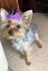 HELP ME PLEASE! New Yorkie Mom!-molly.jpg