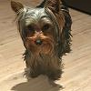 When did your yorkies coat change?-5e2fbb48-b5c3-4368-9d68-bcc8cd501547.jpeg