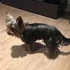 When did your yorkies coat change?-0da2b20a-c3a6-4633-88ea-77c6652f6207.jpeg