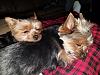 Added Yorkie Puppy to Family, 2 yr old Yorkie Sad-sm3.jpg