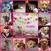 Callie turns 12-picmonkey-imagec10yt.jpg