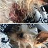 12-Pound Yorkshire Terrier Survives After Being Snatched by Bald Eagle-098f2957162149b65914be84440af52a-min.jpg