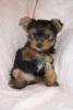#1 Favorite thing about your Yorkie?-baby.jpg