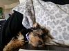 Help! I am being held hostage by my Yorkie Pup!!!-7c5f8a74-03f0-4fd7-a4c8-32fe4125fc16.jpeg