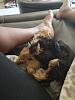 Help! I am being held hostage by my Yorkie Pup!!!-5e680645-3b7c-4358-93c8-be60e846216c.jpeg