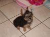 Daisy is off to the groomer for the first time...-cnv0230.jpg