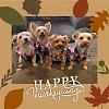 Thanksgiving from my pack!-6a671793-7593-444a-85b7-43d909d319a7.jpeg