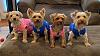 Finding Katy~~Yorkie WELL BRED Puppies-59929294_10157202684642246_8725005128706293760_n.jpg