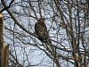 Christmas visitor-hawk__1577318692_35932.jpg