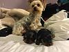 Our these Yorkies purebred?-15400536_1120289764758178_4167301785092365553_n.jpg