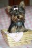 #1 Favorite thing about your Yorkie?-lexi020.jpg
