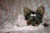 #1 Favorite thing about your Yorkie?-lexi035.jpg