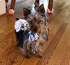 New to Yorkies-675ebdcf-2514-477b-b1fa-e8689cd0dc61.jpeg