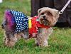 Am I a yorkie person?-1eb5c459-d2e4-4c50-a500-270a29215829.jpeg