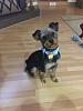 When is a Yorkie puppy considered full grown?-latest-rocky-picture.jpg