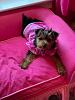 Dixie update-2423c7ee-ee19-40ff-bed7-94a62cfc3bb8.jpeg