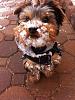 Yorkshire Terrier Winter Care-snow.jpg