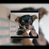 Is my puppy is yorkie?-1607876348627.jpg