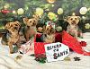 Christmas pups-de8d2a31-ccdf-4592-bc21-b46ec2b2dfad.jpeg