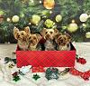 Christmas pups-42db2f4c-2546-4e19-9218-ed841908f0f7.jpeg