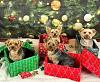 Christmas pups-2c9e46f9-d601-45a7-9878-79230bdd3fe5.jpeg