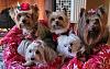 Christmas pups-christmasyt.jpg