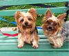 Helen Stutzman - Nolens Yorkies-charms-lucky.jpg
