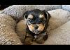 bringing home a new puppy-screenshot_20220605-204419_gallery_301143_sp-6597_811236_sp-5016.jpg