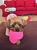 Toy obsession-34255bde-0a59-4c1c-a297-746143f51340.jpeg