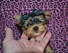 Adding new Yorkie Puppy with Enzo!!!-4c7db877-9f7a-4330-9b48-764ecac73f01.jpeg
