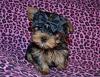 Adding new Yorkie Puppy with Enzo!!!-7a5f8243-e2aa-462f-880d-55a5542dddbe.jpeg