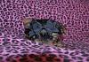 Adding new Yorkie Puppy with Enzo!!!-c06fb472-136f-48dc-b778-984f3372b977.jpeg